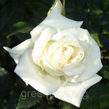 Роза чайно-гибридная "Бьянка" (Rose Bianca) &ndash; нежность и классика в одном кусте 10242 фото