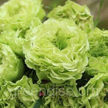 Роза чайно-гибридная "Супер Грин" (Rose Super Green) &ndash; экзотическая жемчужина с нежно-зелеными цветами 10251 фото