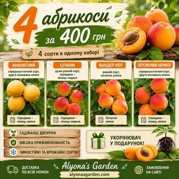 Набір саджанців абрикоса &mdash; 4 сорти за 400 грн для розтягнутого сезону врожаю 25552 фото