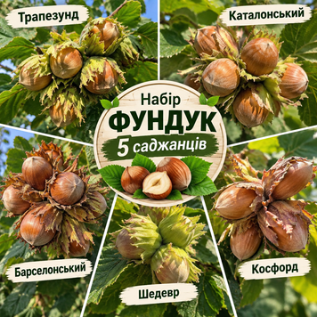 Набір саджанців фундука &laquo;Горіхове багатство&raquo; (5 сортів) 90000 фото