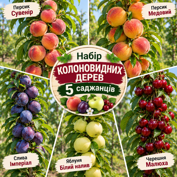 Набір колоновидних дерев, 5 саджанців 90006 фото