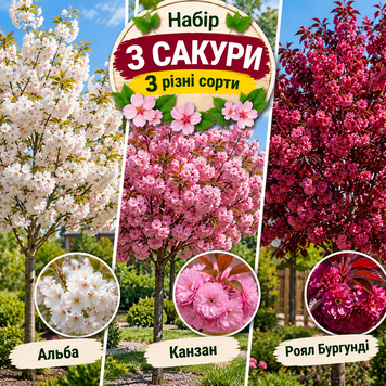 Набір саджанців сакури, 3шт., 3 сорти 90008 фото
