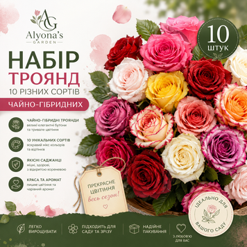 Набор &ldquo;10 Чайно-гибридных Роз&rdquo; (Микс сортов) 10346 фото