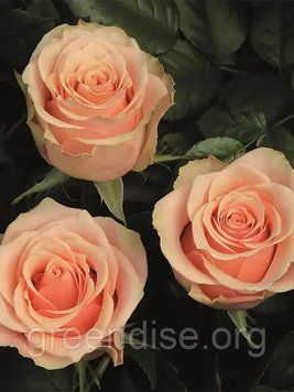 Роза чайно-гибридная "Примавера" (Rose Primavera) - изысканность в нежно-желтых оттенках 10231 фото