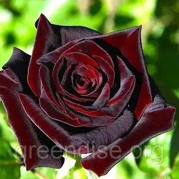 Троянда чайно-гібридна "Блек Баккара" (Rose Black Baccara) &mdash; королівська елегантність у бордово-чорних відтінках 10232 фото