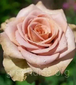 Роза чайно-гибридная "Амнезия" (Rose Amnesia) &ndash; загадочная элегантность в изысканных оттенках 10236 фото