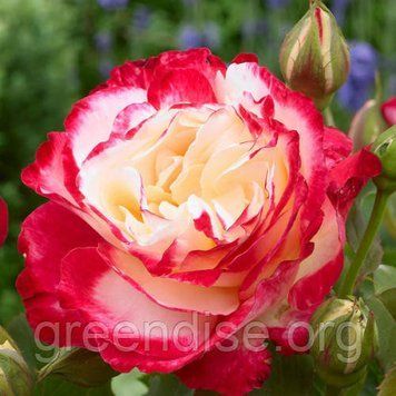 Роза чайно-гибридная "Дабл Делайт" (Rose Double Delight) &ndash; королева контрастов и ароматов 10250 фото